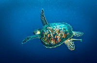 Giant Turtle