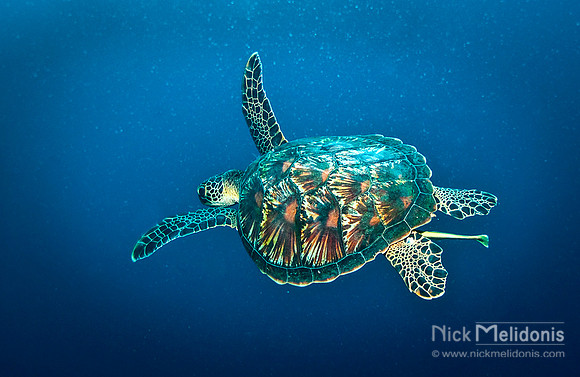 Giant Turtle