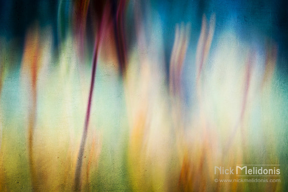 Flower Abstract 4