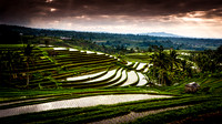 Bali Ricefield 2