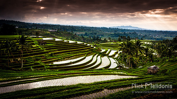 Bali Ricefield 2
