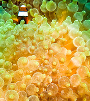 Underwater Abstract 1