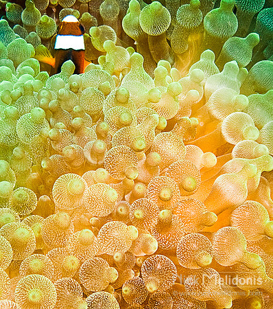 Underwater Abstract 1