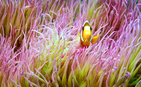 Clown Fish