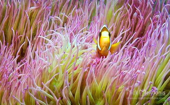 Clown Fish