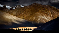 Camel Train, Nubra Valley, Himalayas, India