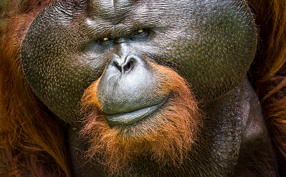 BORNEO
