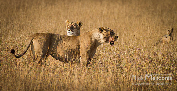 Wildlife Masai Mara  5