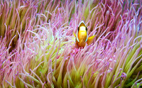 SULAWESI