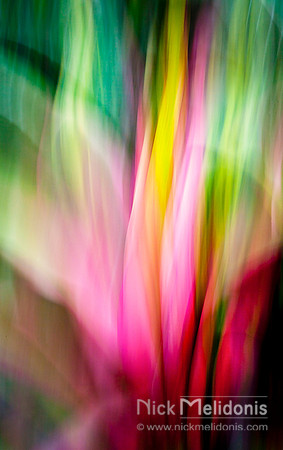 Flower Abstract 3