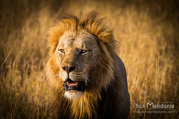 Wildlife Masai Mara  3