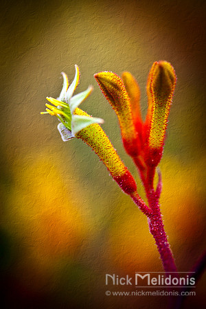 Kangaroo Paws