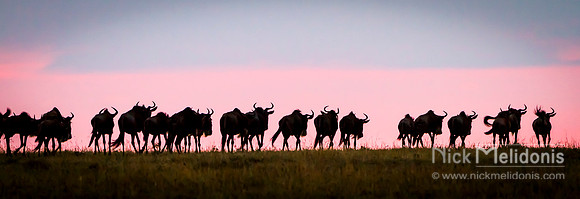 Sunset Serengeti