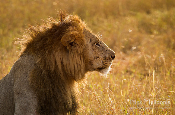 Wildlife Masai Mara  4
