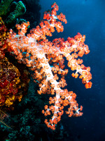 Coral Display 1
