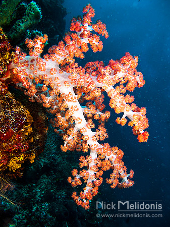 Coral Display 1
