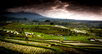 Bali Ricefield 4