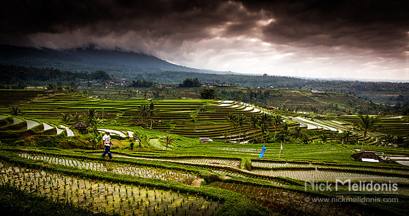 Bali Ricefield 4