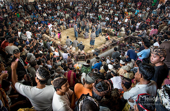 Village Cockfight Bali