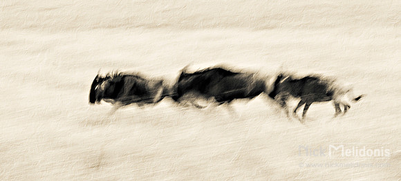 Wildebeest abstract 2