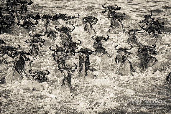 Migration, wildebeest river crossing 2