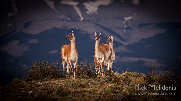 Guanacos