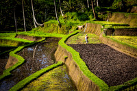 Bali Ricefield 1
