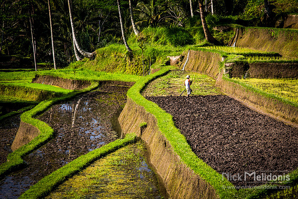 Bali Ricefield 1