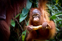 Orangutan 2