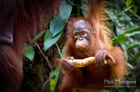 Orangutan 2