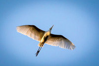 White Heron, Petulu Bali
