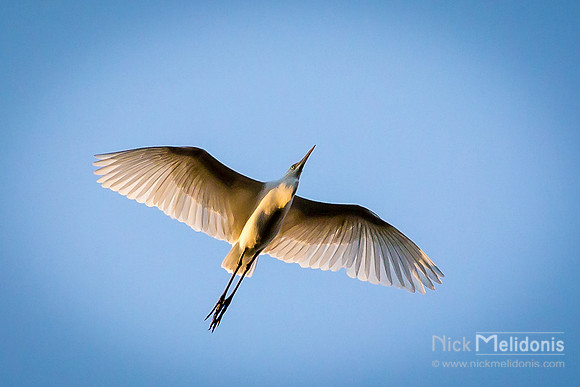 White Heron, Petulu Bali
