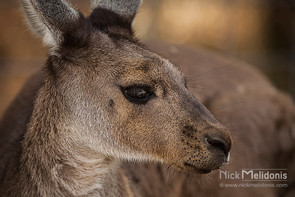Kangaroo