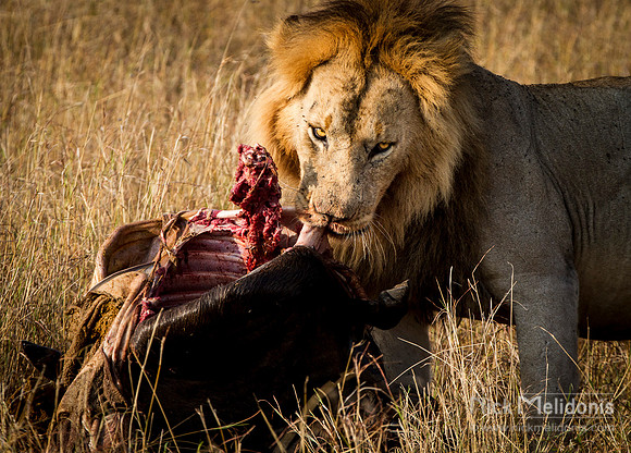 Wildlife Masai Mara  2