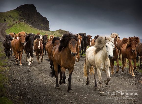 Icelandic Pony