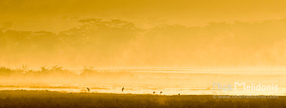 Dawn Serengeti