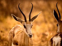 Etosha Wildlife 2