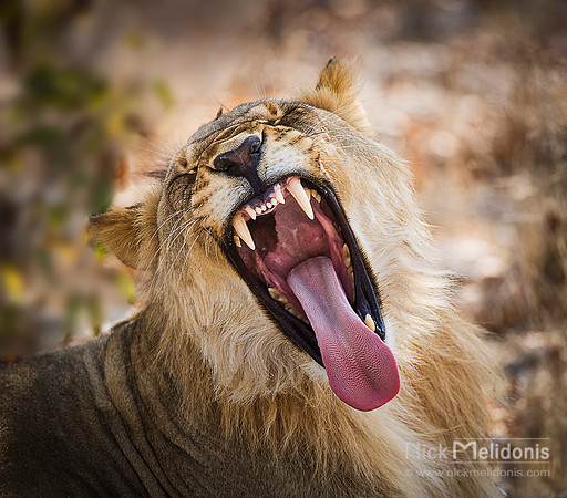 Etosha Wildlife 3