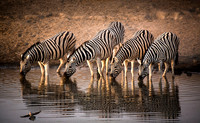 Etosha Wildlife 4