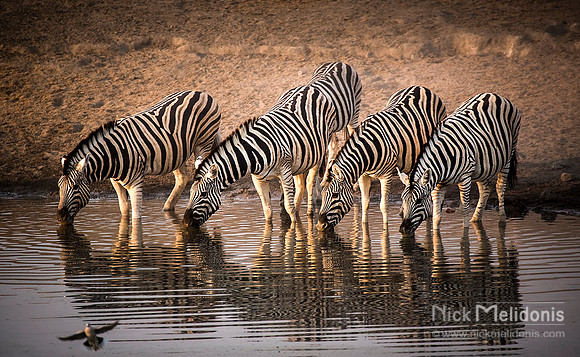 Etosha Wildlife 4