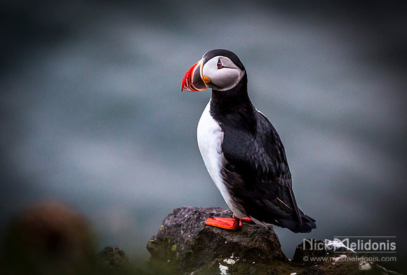 Puffin Nesting