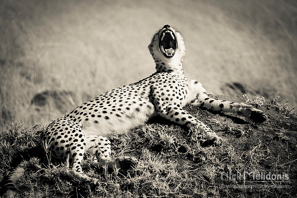 Cheetah on mound 2