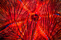 Sea Urchin