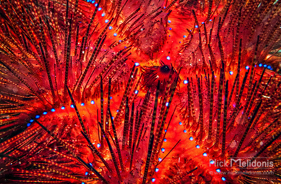 Sea Urchin
