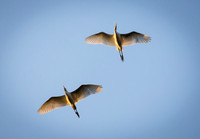 White Herons, Petulu Bali