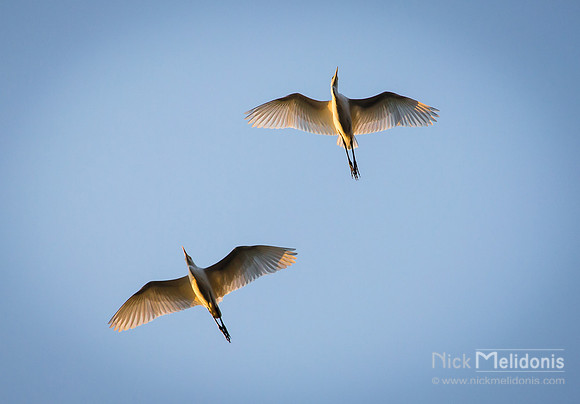 White Herons, Petulu Bali