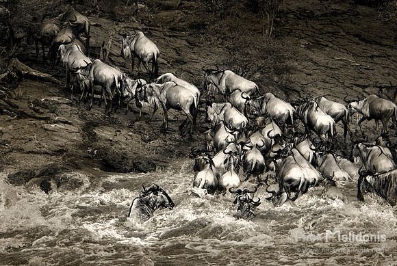 Migration, wildebeest river crossing 1