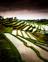 Bali Ricefield 5