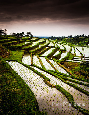 Bali Ricefield 5
