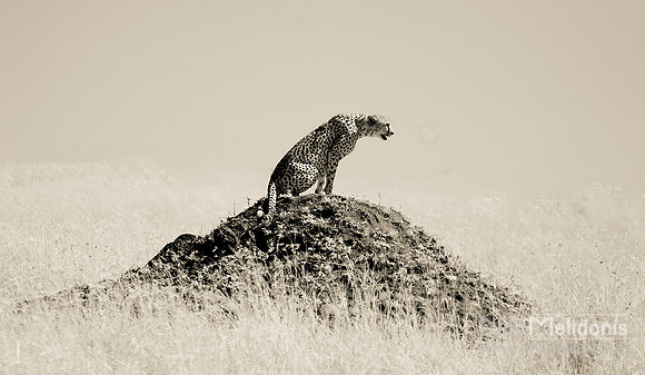 Cheetah on Mound 1